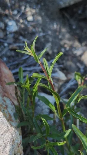 Bridge Penstemon — photo by Rod