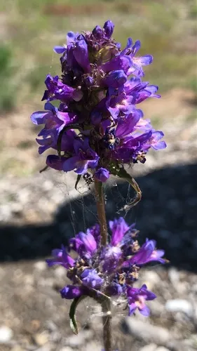 Rydberg's Penstemon — photo by hrontajkpa