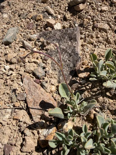 Pinyon Beardtongue — photo by Michelle Skip Vasquez