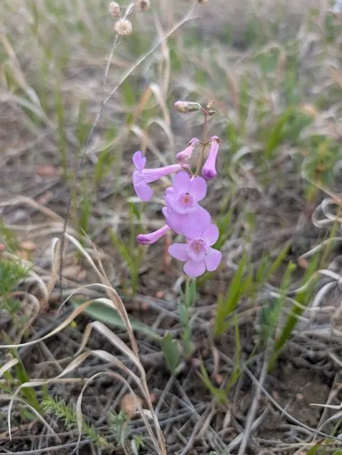 Sidebells Penstemon — photo by Tanner U