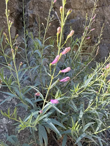 Littlecup Beardtongue — photo by stylin_stigma