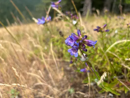 Serrulate Penstemon — photo by cedarwarman