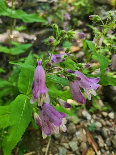 Small's Beardtongue — photo by Emily
