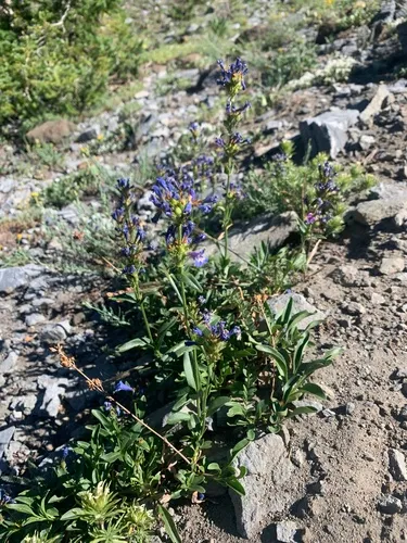 Wallowa Beardtongue — photo by Matt Reala