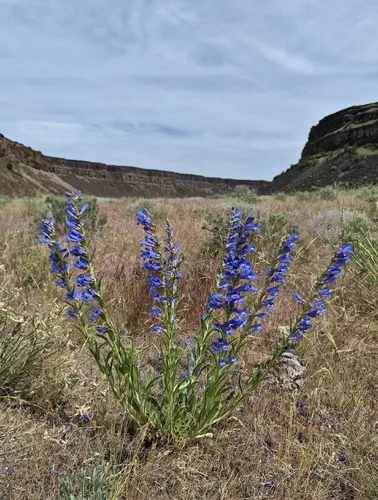 Royal Penstemon — photo by Sarah L Larson