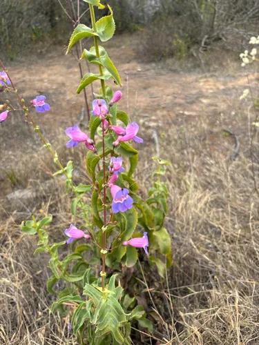Showy Penstemon (subsp. subviscosus) — photo by Kyelin S.