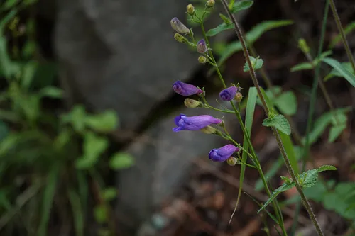 Sonoran Beardtongue — photo by Mark Otnes