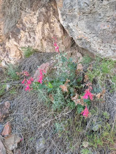 Stephens' Penstemon — photo by Trevor Van Loon