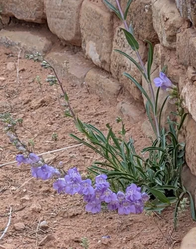 Mancos Penstemon — photo by Nicole Hartig