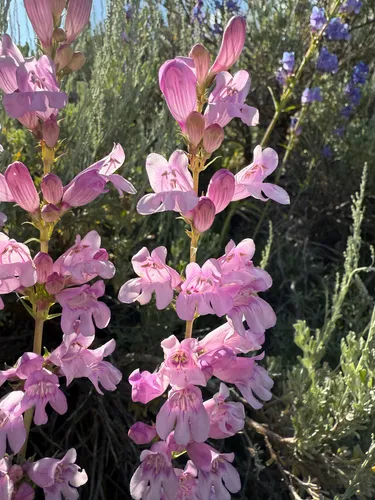 Smooth Penstemon — photo by Zach Earl
