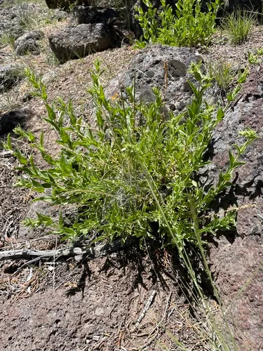 Susanville Beardtongue — photo by Patrick Silbey