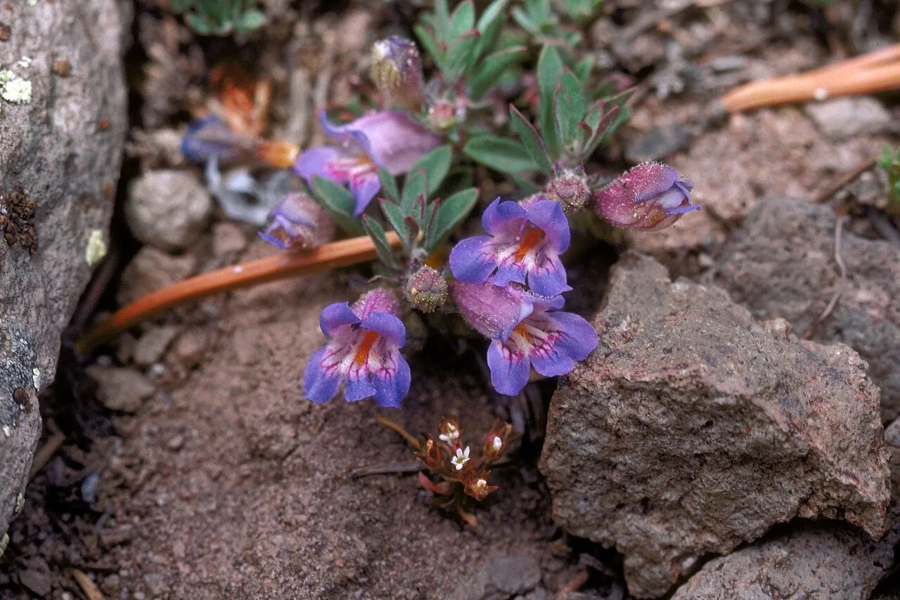 Germander Beardtongue — photo by Dave Powell, USDA FS, bugwood.org