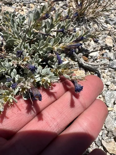 Thompson's Beardtongue — photo by possiblybuddha
