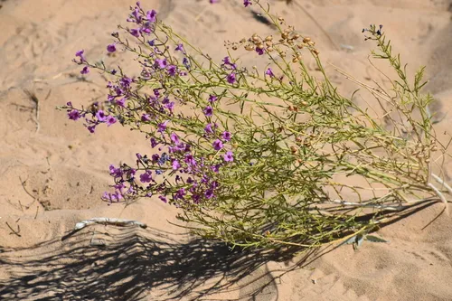 Thurber's Penstemon — photo by Isaiah Woodard