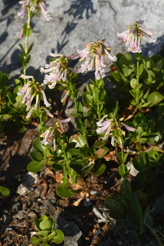 Trinity Penstemon — photo by Trevor Van Loon