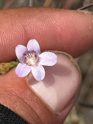 Riggin's Penstemon — photo by Andrei