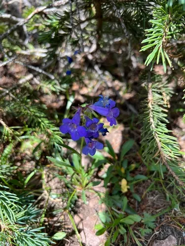 Uinta Mountain Beardtongue — photo by Parker Hopkins