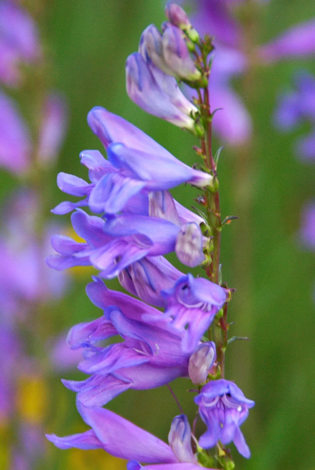 Oneside Penstemon — photo by James St. John