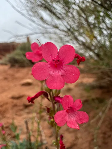 Utah Penstemon — photo by Parker James Lloyd
