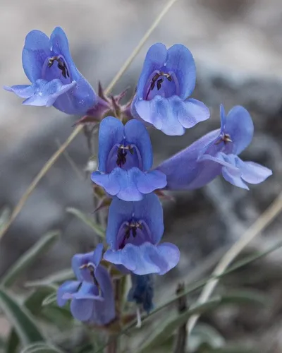 Ward's Beardtongue — photo by Ava Brinkley