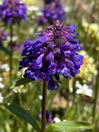 Washington Beardtongue — photo by Aaron Wells