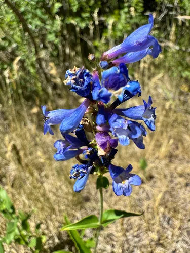 Watson's Penstemon — photo by Rea Orthner