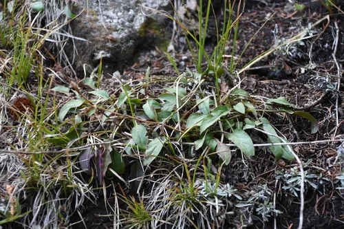 Whipple's Penstemon — photo by Lucas C. Wheeler