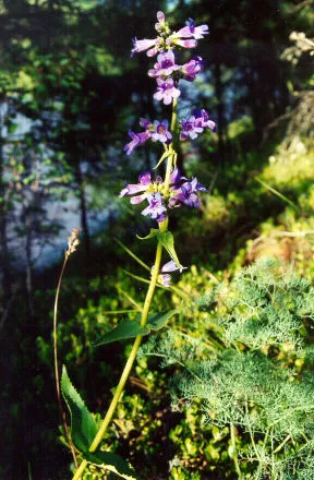 Wilcox's Penstemon — photo by Unknown author Unknown author