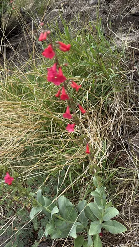 Wright's Beardtongue — photo by frankwife