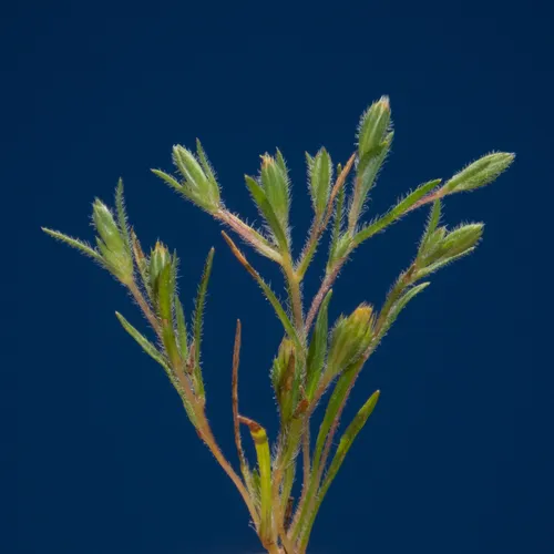 Tiny Pygmydaisy