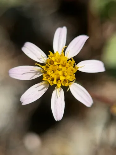 Whiteray Pygmydaisy