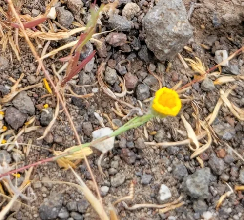 Lyon's Pygmydaisy