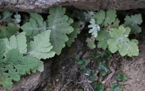 Pale Silverback Fern