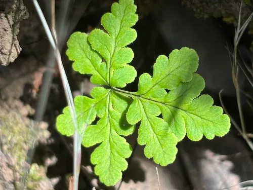 Goldback Fern (subsp. triangularis) — photo by Damon Tighe