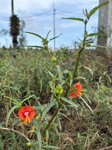 Flor Impia — photo by Yingyod Lapwong