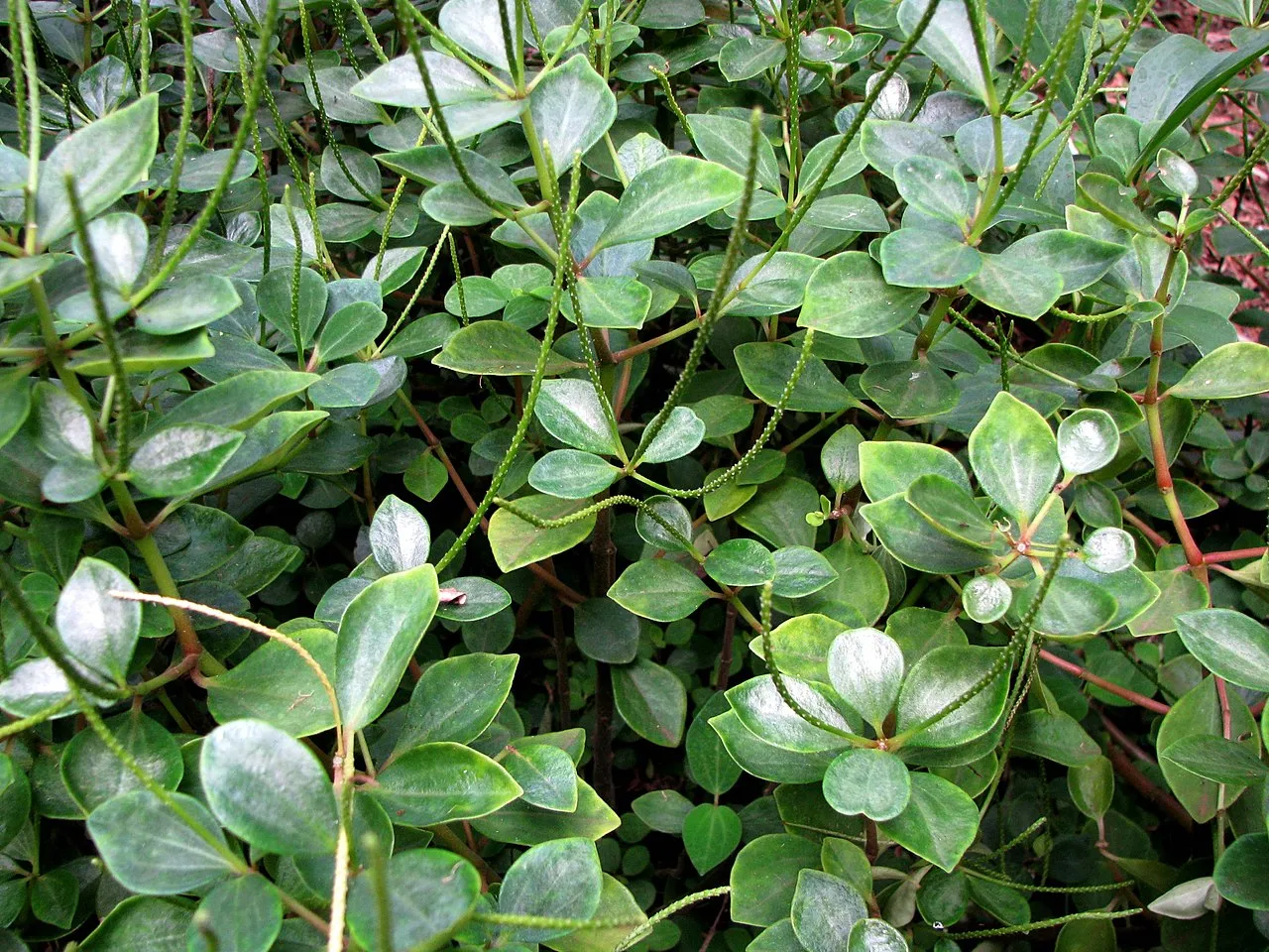 Aridland Peperomia (var. floribunda) — photo by David Eickhoff from Pearl City, Hawaii, USA
