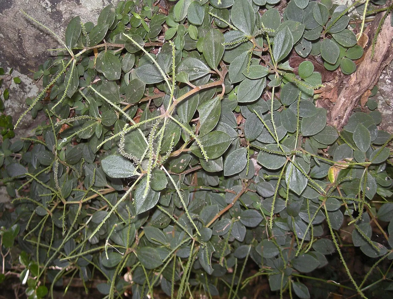 Arid-land Peperomia