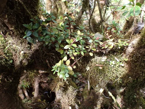 Weakstem Peperomia — photo by Neal Kelso