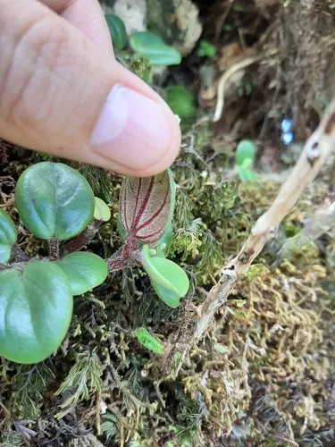 Koolau Range Peperomia — photo by Mike Ross
