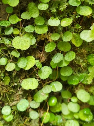 Guadeloupe Peperomia — photo by Brandon McCracken