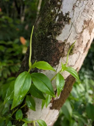 Cypress Peperomia