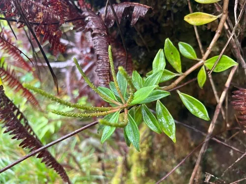 Singlenerve Peperomia — photo by Susan Fawcett