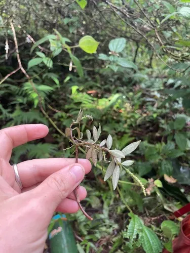 Napali Kona Peperomia — photo by emoriarty4