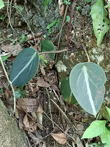 Spotted Peperomia — photo by Alfredo Santiago Ruiz