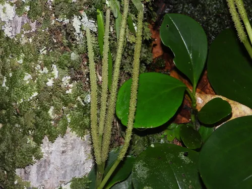Spoonleaf Peperomia — photo by Sébastien SANT