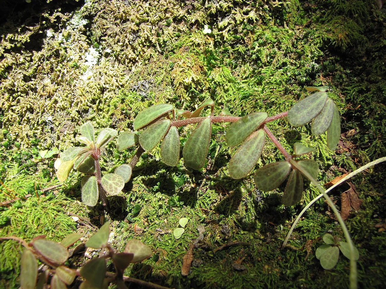 Maui Peperomia — photo by Forest and Kim Starr