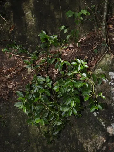 Myrtleleaf Peperomia — photo by Sébastien SANT