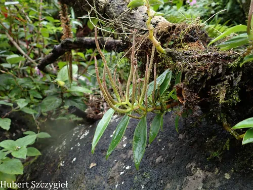 Oahu Peperomia — photo by Hubert Szczygieł