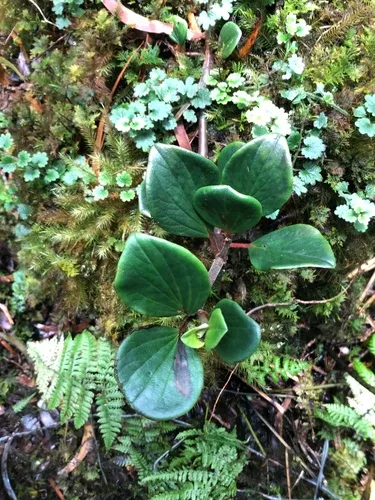 Graceful Peperomia — photo by askrenm