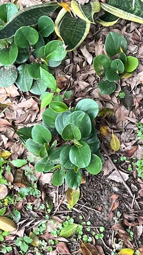 Baby Rubberplant